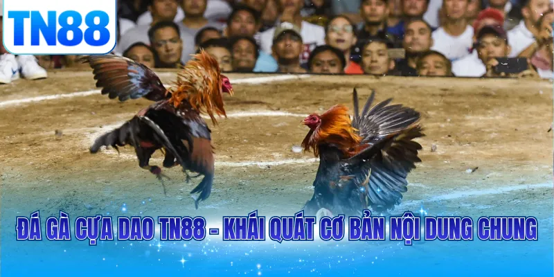 Đá gà cựa dao TN88 - Khái quát cơ bản nội dung chung