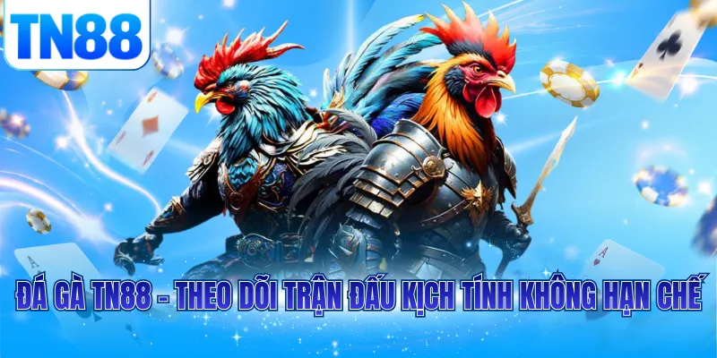 Đá gà TN88 - Theo dõi trận đấu kịch tính không hạn chế