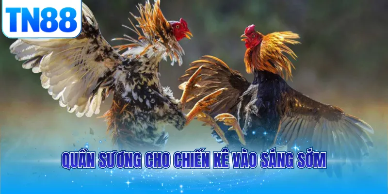 Quần sương cho chiến kê vào sáng sớm