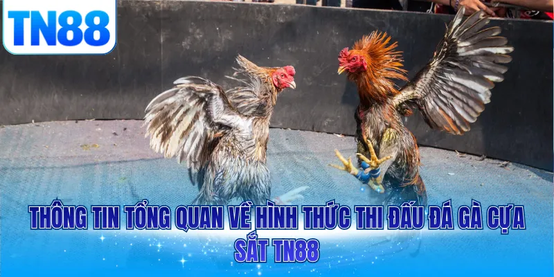 Thông tin tổng quan về hình thức thi đấu đá gà cựa sắt TN88