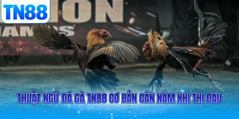 Thuật ngữ đá gà TN88 cơ bản cần nắm khi thi đấu