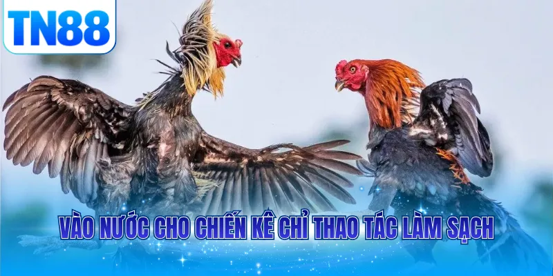 Vào nước cho chiến kê chỉ thao tác làm sạch